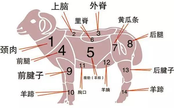 羊的部位的所有器官图片