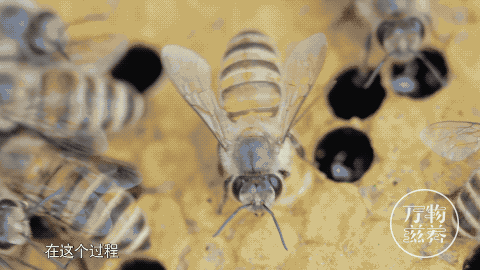 会飞的小蜜蜂动态图图片