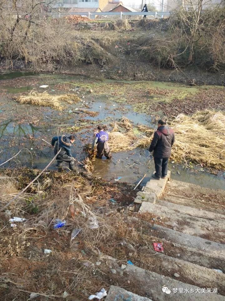 殲滅水葫蘆乾淨迎新年朱湖打響碧水保衛戰