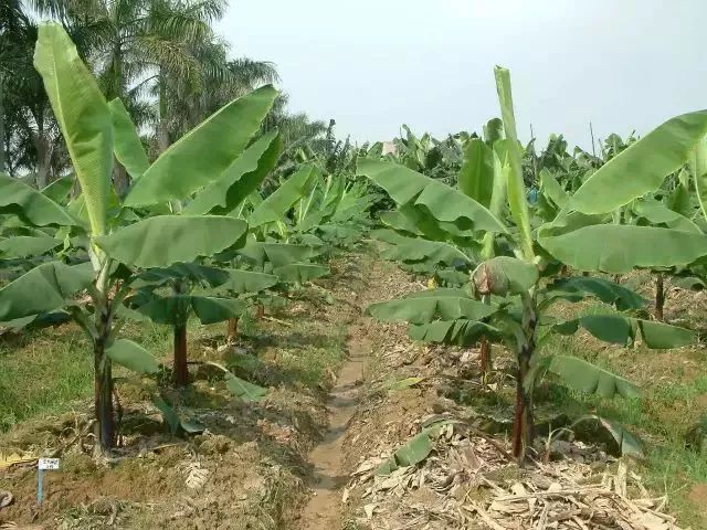 在水資源普遍匱乏的前提下,研究香蕉節水灌溉方式具有重要意義,本文