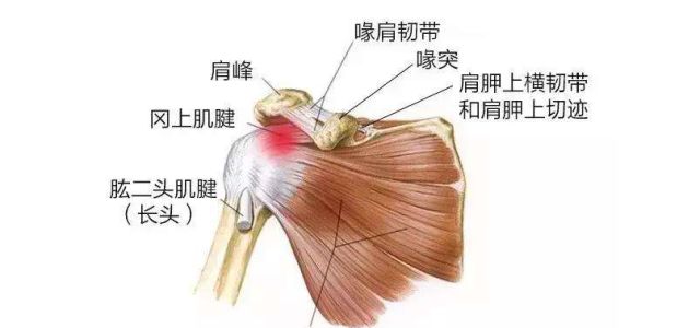 肩峰在哪个位置图片图片