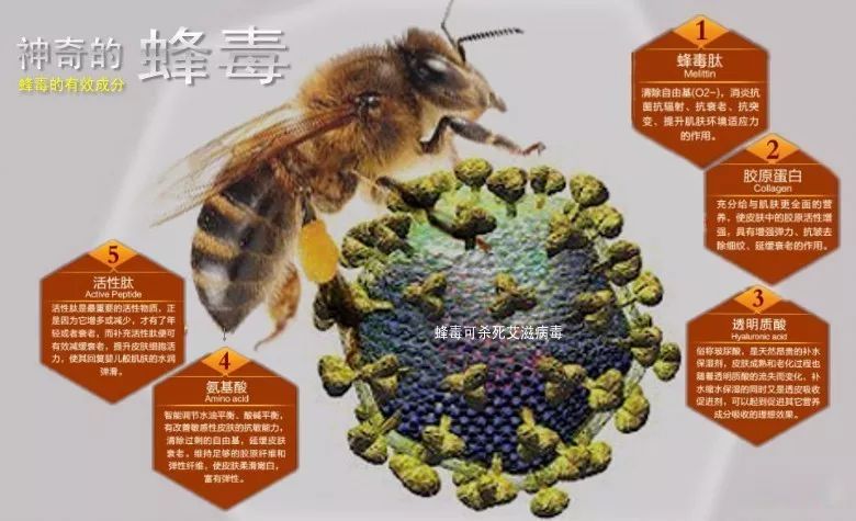 蜂类大全介绍 有毒图片
