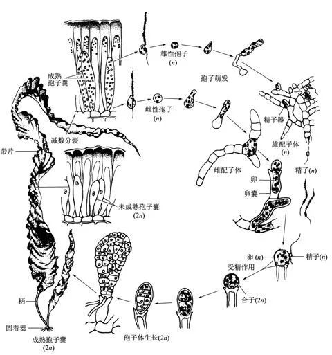 你知道越靠近尖儿海带越老吗