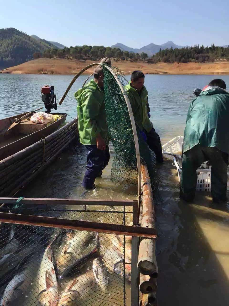 東風水庫野生大頭魚!快點來帶走!