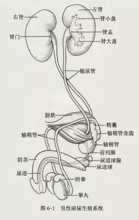 输精管和输尿管图图片