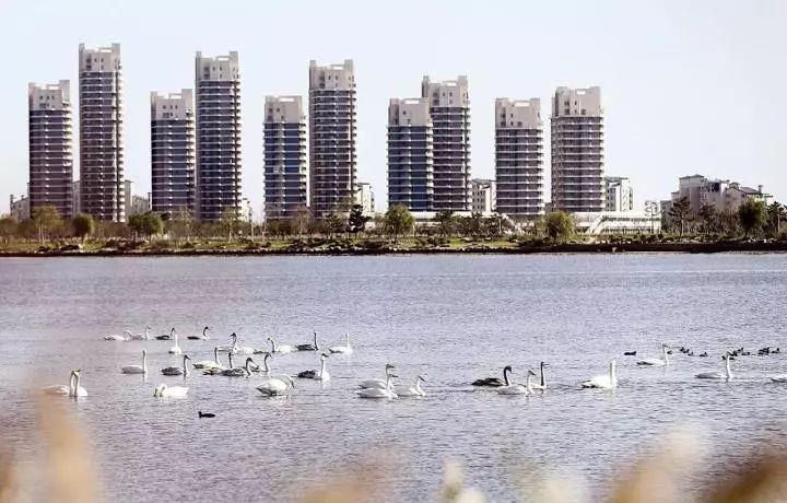 榮成市人民政府:關於嚴禁在櫻花湖體育公園,桑溝灣溼地公園及其周邊