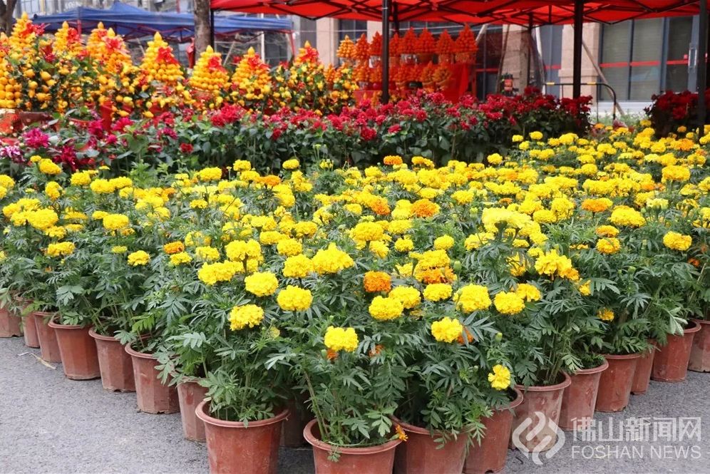 佛山五区迎春花市都开了市民赞逛花街会上瘾