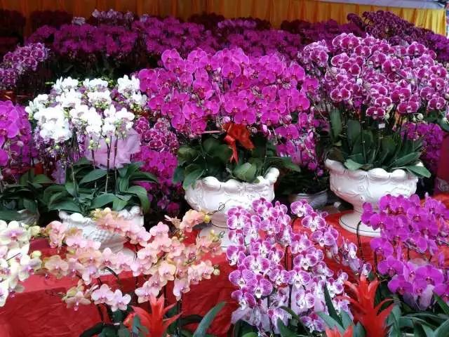 迎春花市,各种各样的鲜花争奇斗艳,那么,春节期间应该买什么花呢?