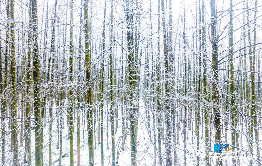 山王坪雪景图片