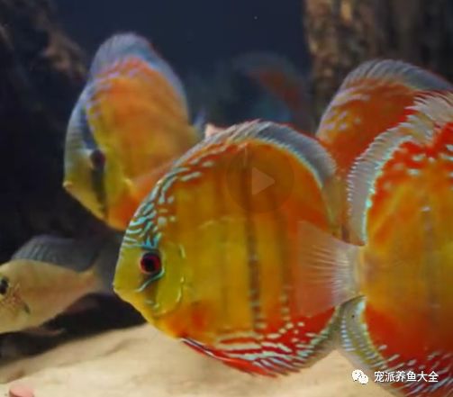 每日一魚酷睿皮亞紅彩野生的七彩神仙魚欣賞