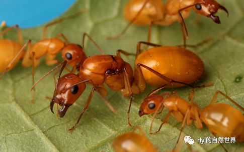 费氏弓背蚁( camponotus fedtschenkoi )该蚂蚁原产于新疆,内蒙,四川