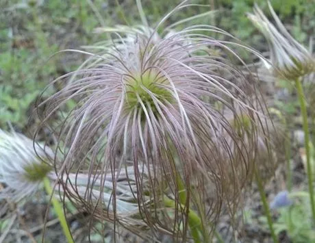 白頭翁草藥故事