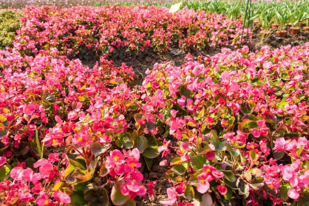 實拍廣州130畝花海首次開放600萬株鬱金香格桑花美到爆炸免費