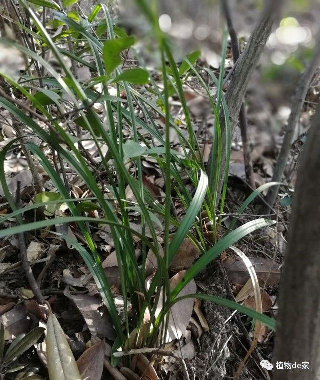 大王叫我来巡山,远远看到一颗兰花草,快上去看看是什么兰草!