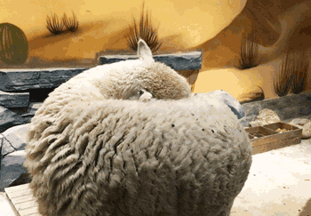 羊驼吐口水动图图片