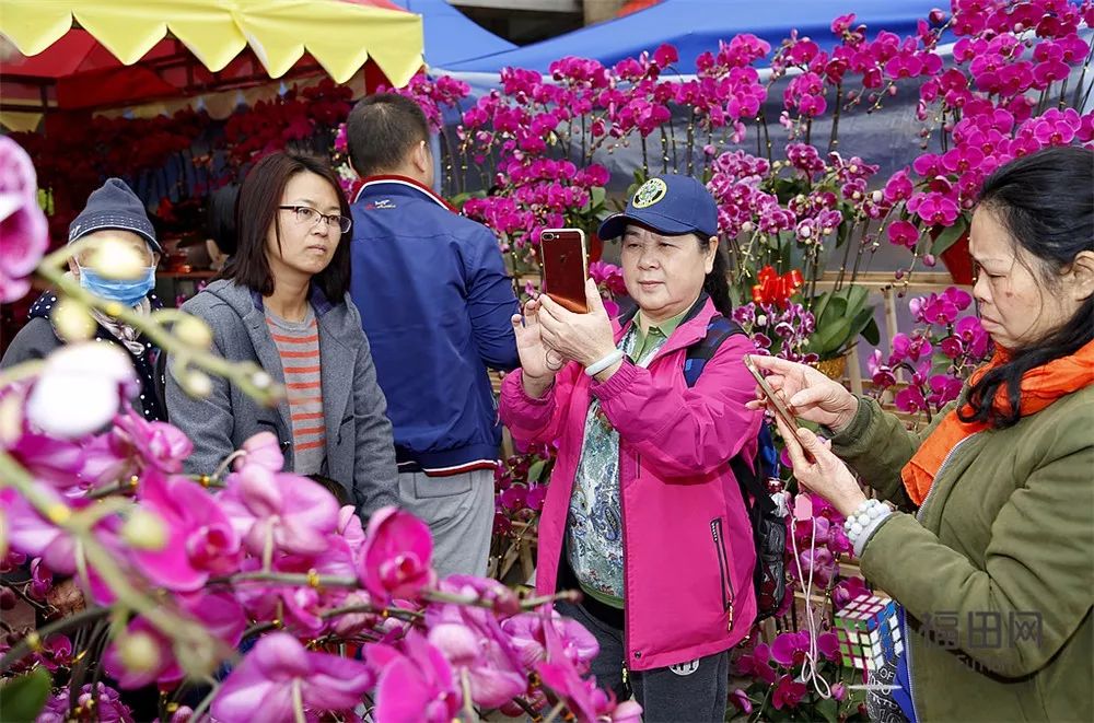 年花美图来抢镜!福田花市开市啦!