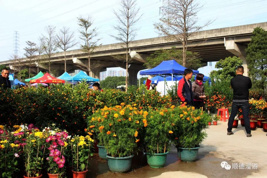 2018顺德伦教花市