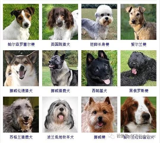 狗狗品种大全大型狗图片
