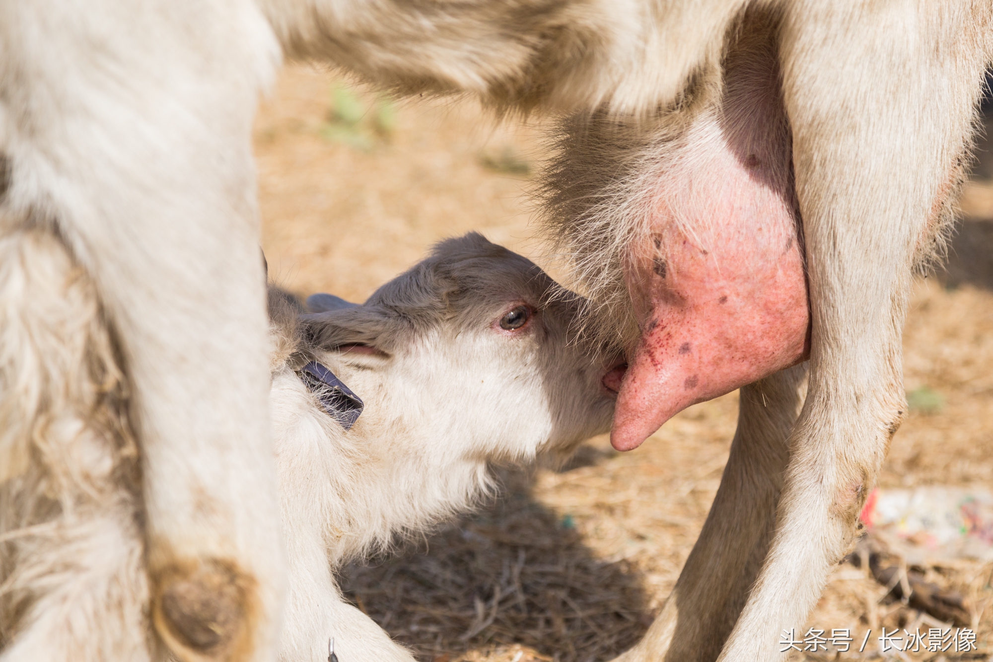 印度母乳喂养动物图片