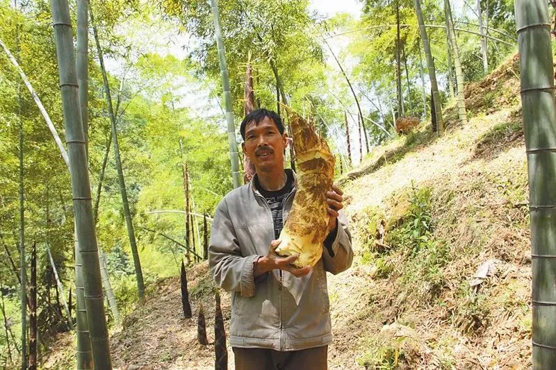 浙江臨安天目山:野生毛竹筍▲ 河南焦作溫縣:壚土鐵棍山藥還有特色