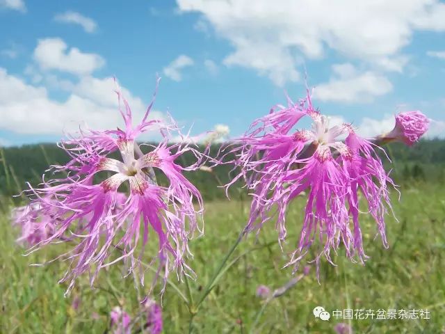 圖43 瞿麥此外,中,低高山草甸上自由自在散生的瞿麥(dianthussuperbus