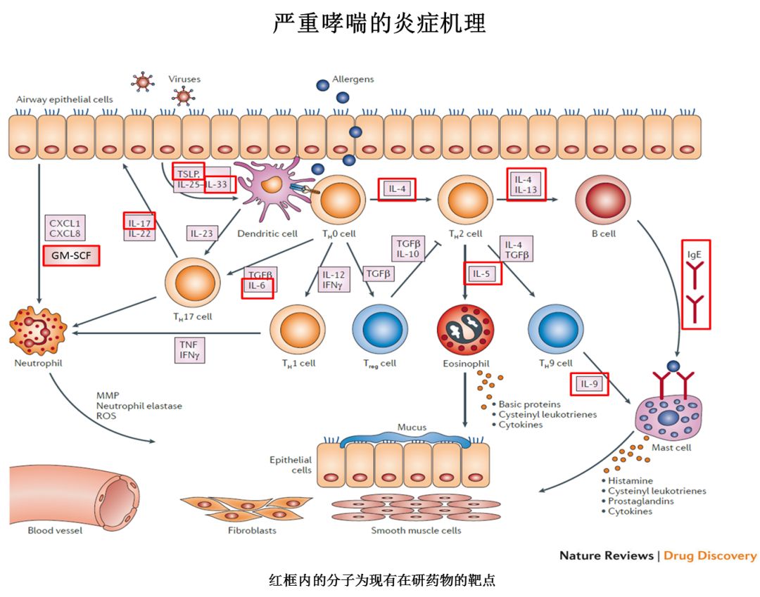 由于抗体药物直接针对哮喘发病的免疫机制,给很多严重不可控病人带来