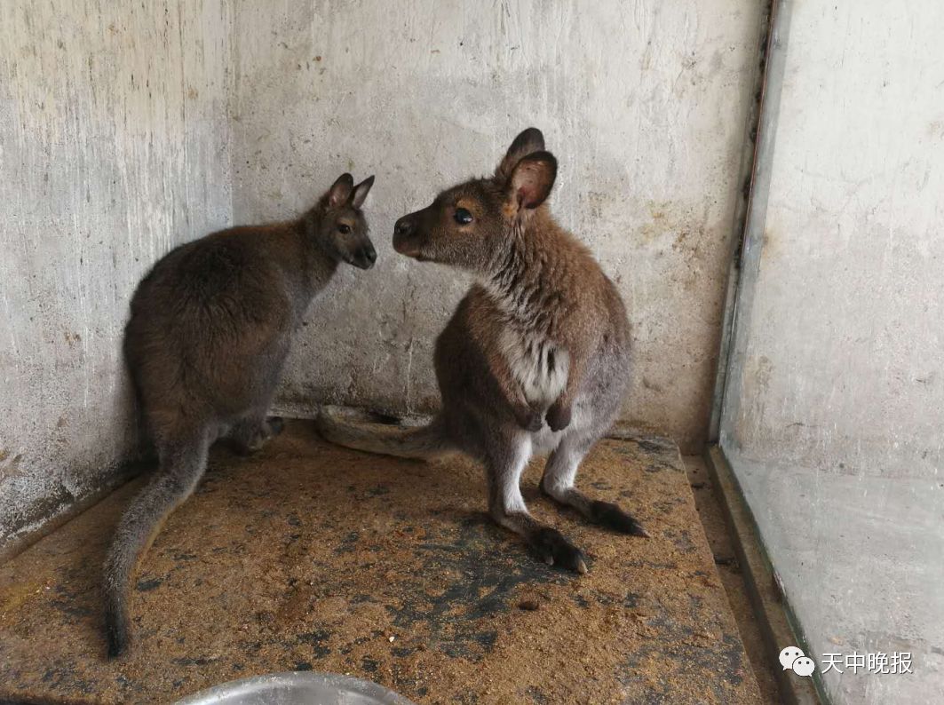 2月11日,記者從駐馬店南海動物園瞭解到,該園又添