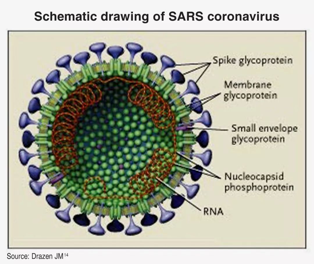 sars病毒结构示意图图片