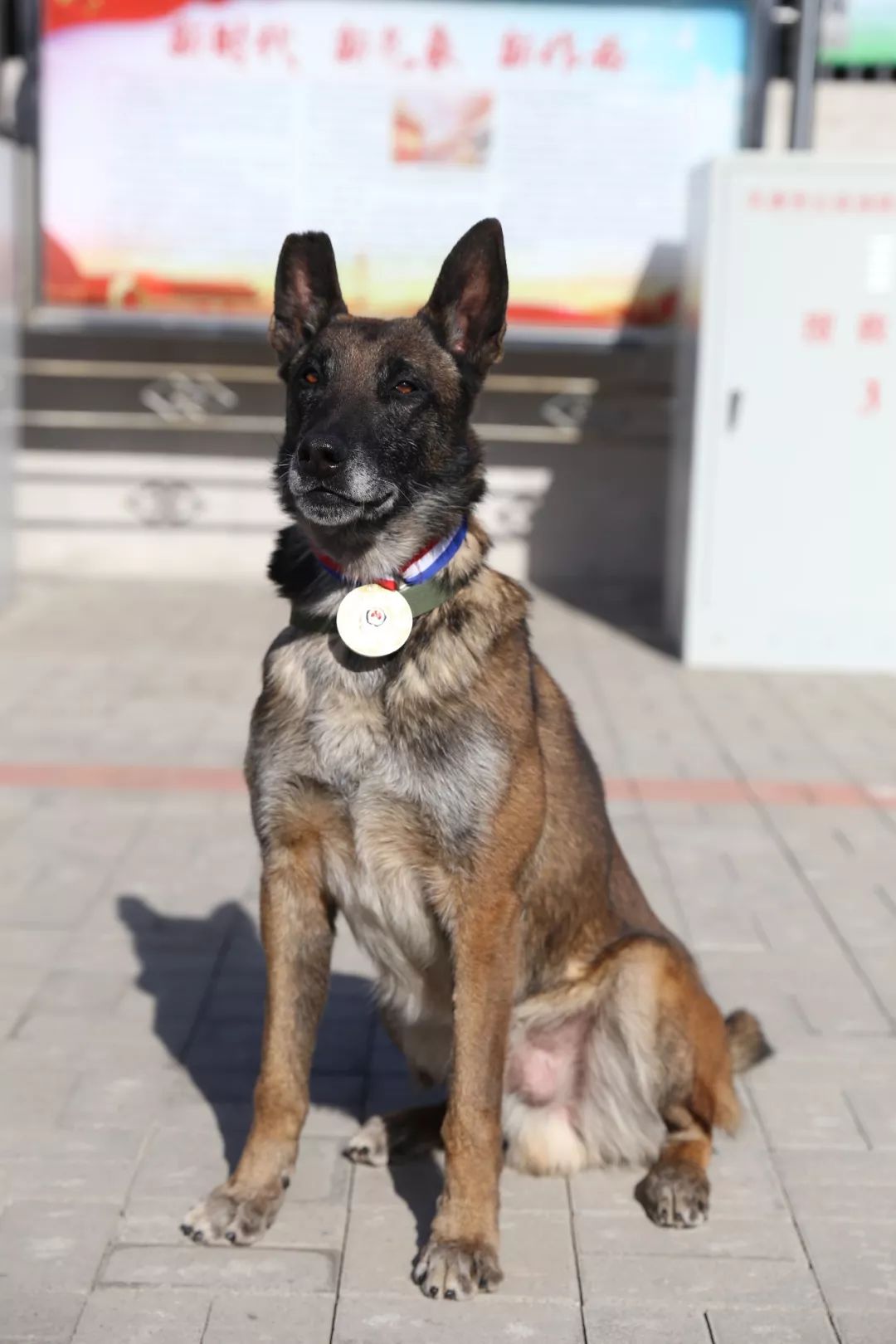 搜救犬拜大年天津消防搜救犬祝您狗年旺旺旺