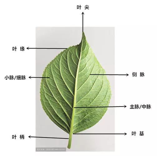 叶子的构造图片及名称图片