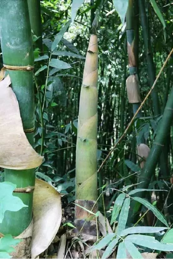 較優越,種植出枝繁葉茂植株高大的麻竹,因獨特的地理環境,西牛麻竹筍