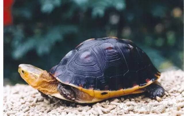 根據習性飼養黃緣閉殼龜