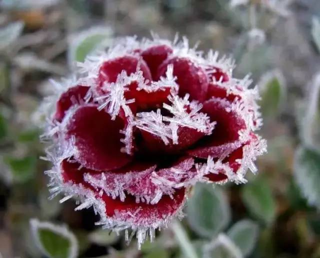 冰雪玫瑰,瓣瓣落花如心碎,爱无言,情无声.山一程,水一程,一路行程.