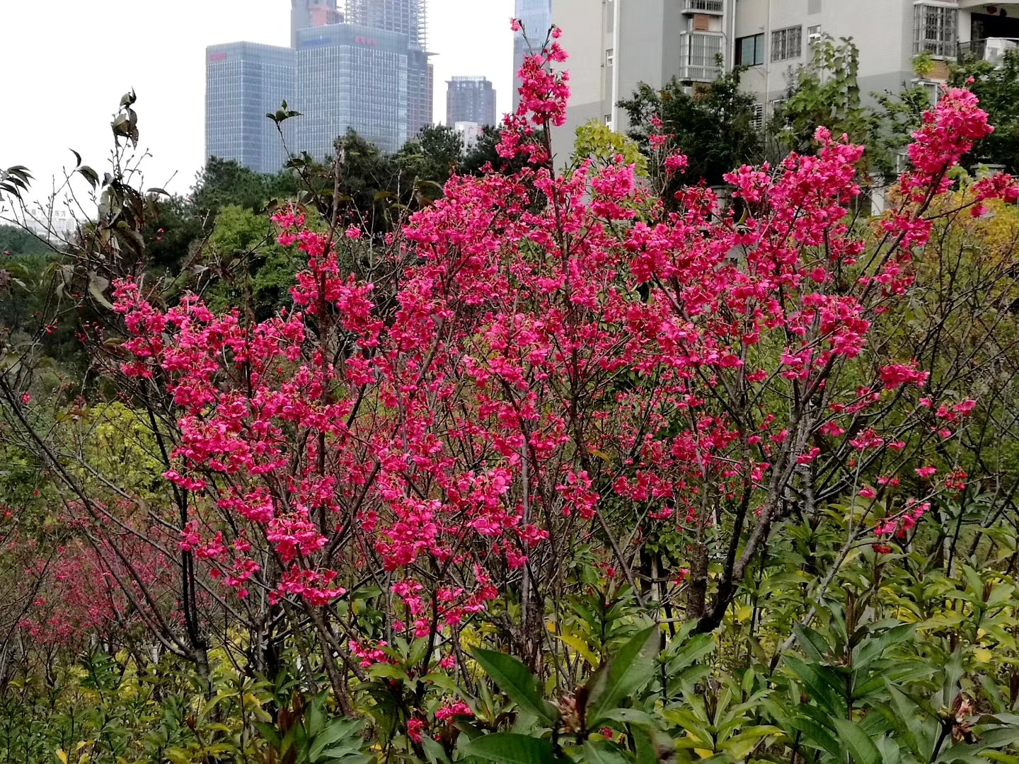 宁德市樱花山庄图片