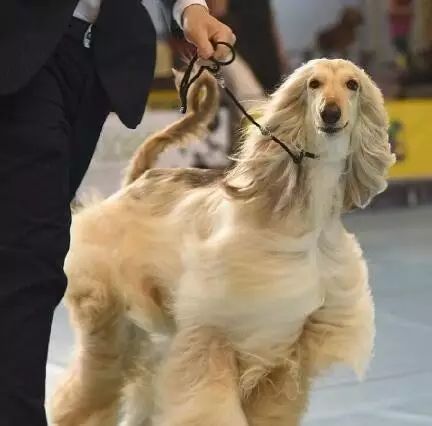 阿富汗猎犬扎头发图片