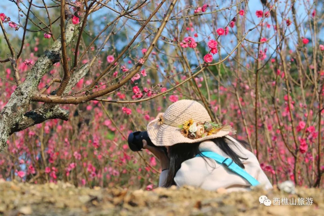 密密匝匝的桃林間可以聞花香,用粉紅色淹沒西樵山.