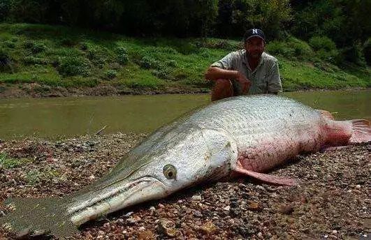 地球上10大最兇猛的淡水魚