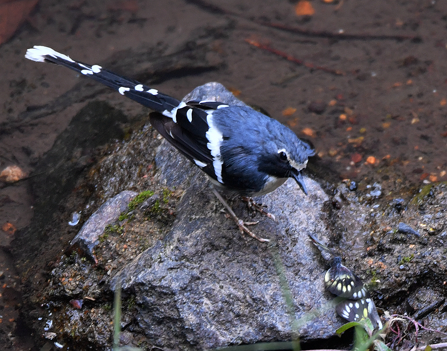 野外觀鳥灰背燕尾差點將其無視朋友提醒方知為新拍品種