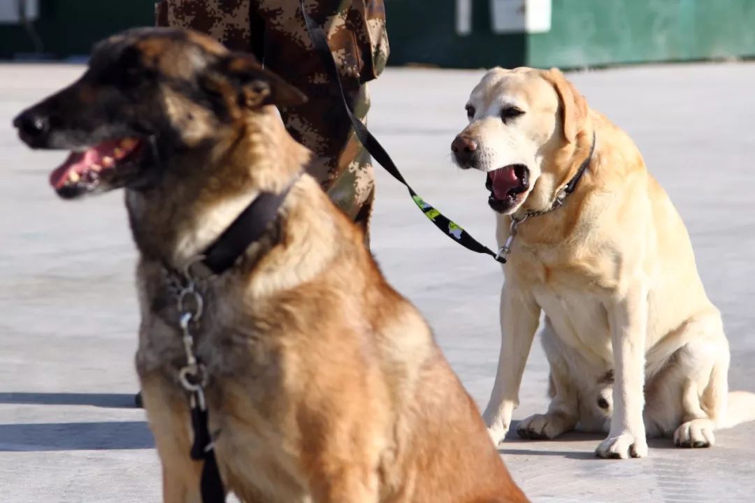 汪汪汪~您有一份甘肅蘭州消防蜀黍和搜救犬的拜年消息,請查收