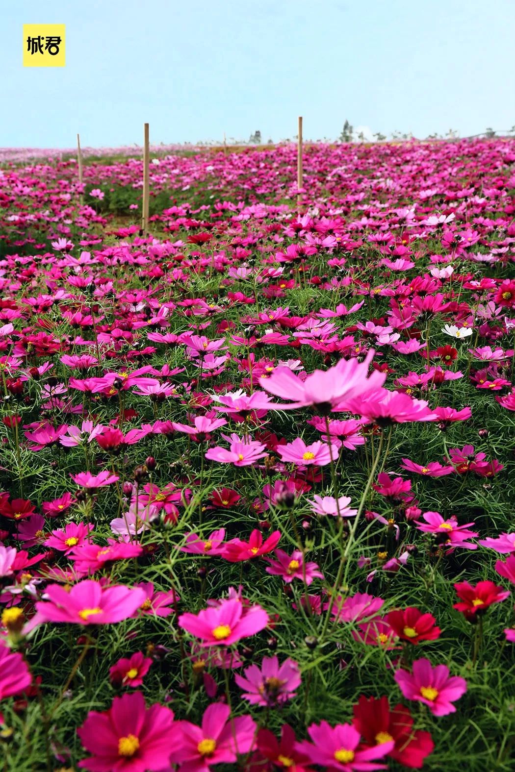 阳江花海世界图片