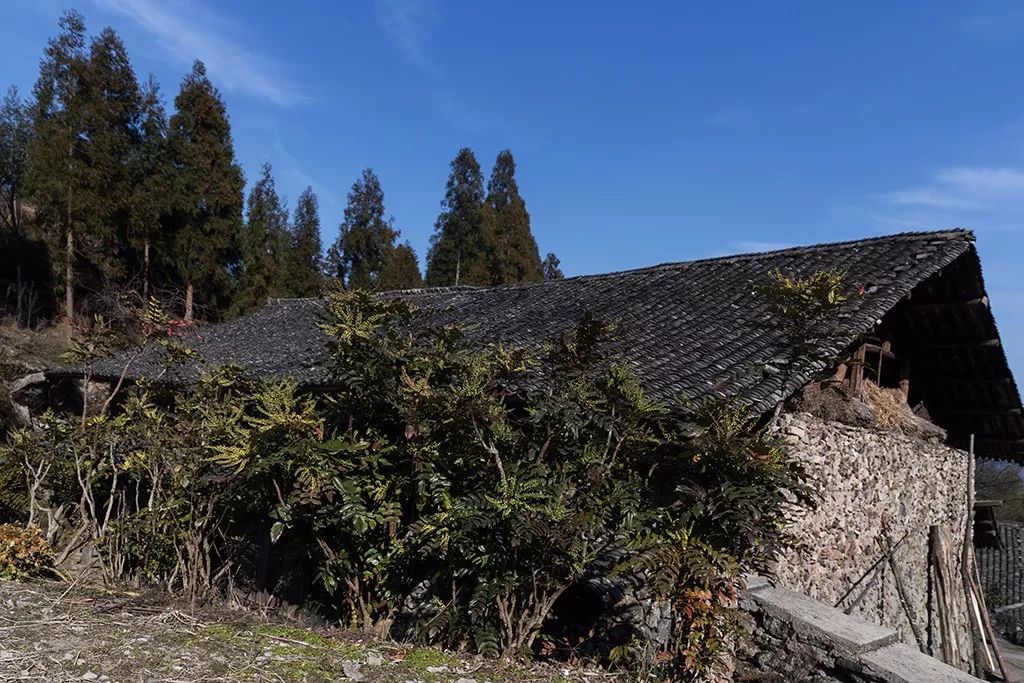 永嘉这个叫旧住的村,藏在深山崖壁的丛林处,却有着绝美的风景!