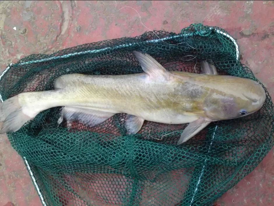 乌苏里江最大的黄鱼图片