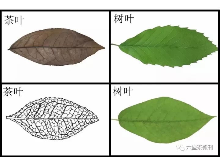 茶叶叶脉特征图片