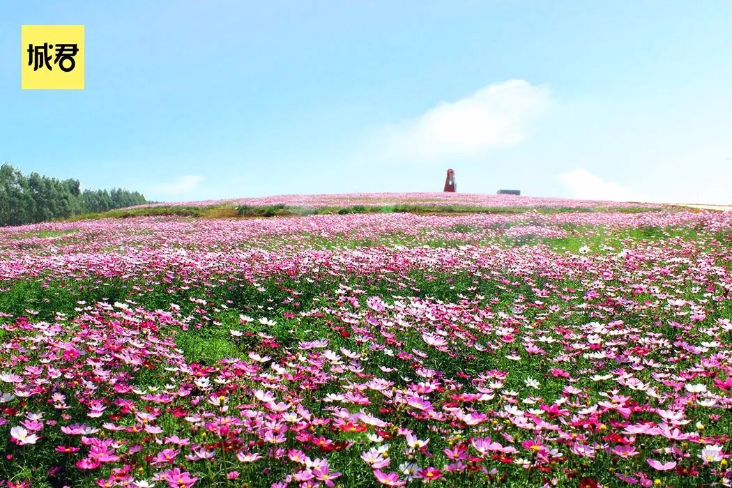 阳江有花海的休闲园图片