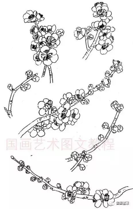 工笔梅花基础教程,白描工笔梅花的画法步骤