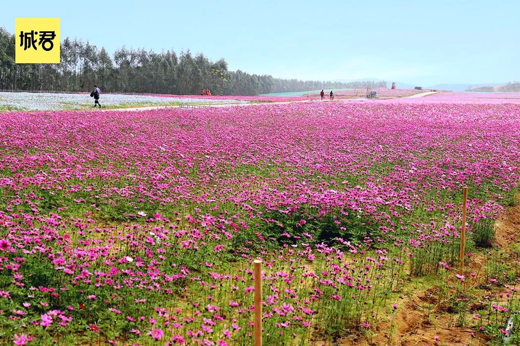 阳江婚纱照级别的花海春节开放