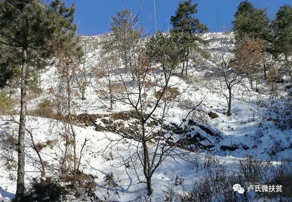 而地处豫陕边陲,最为偏远的沙沟村贫困发生率高达53,是全县贫