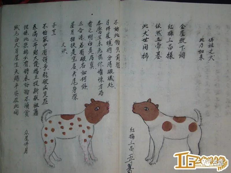 古籍《相犬大全》全本,让你大开眼界!