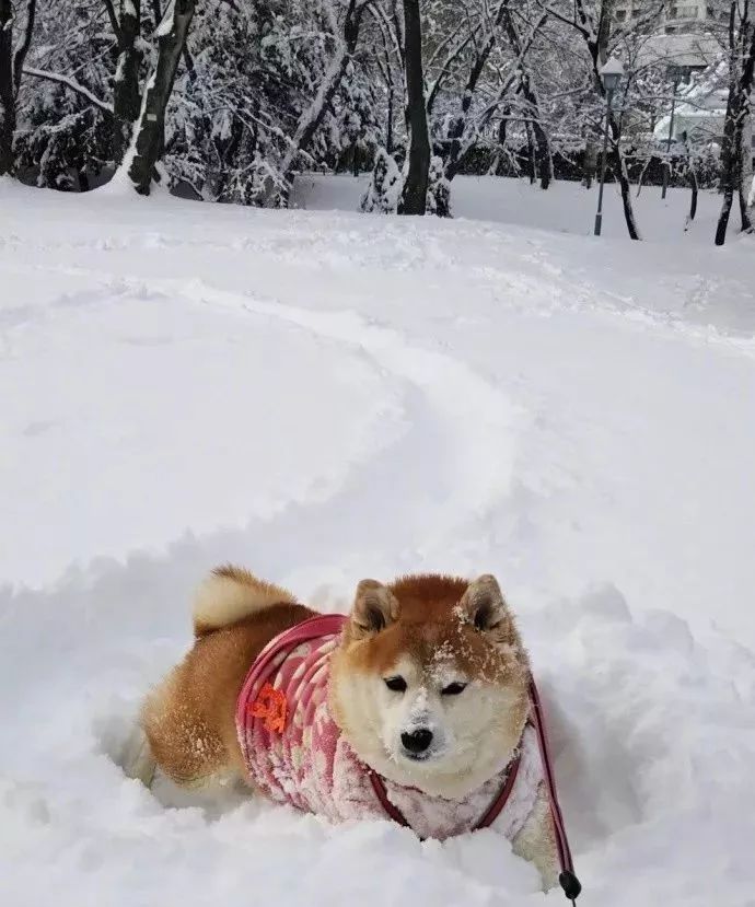 狗玩雪表情包图片