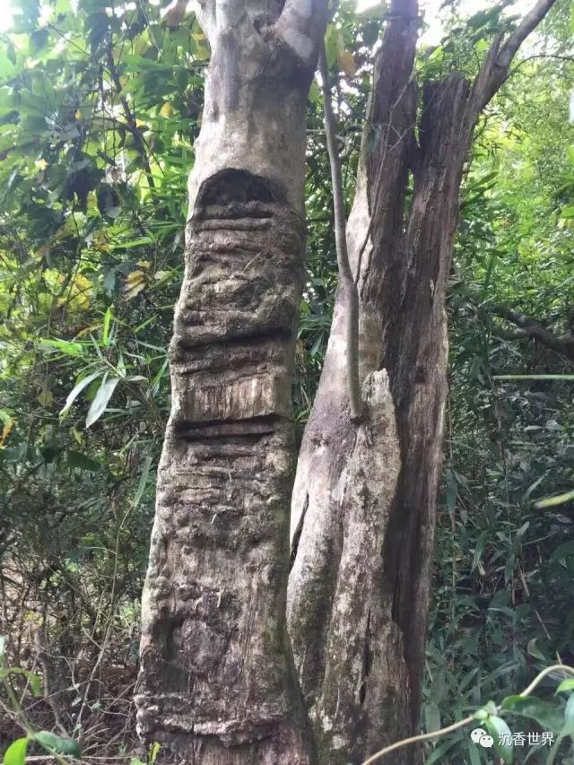 陳某某砍伐沉香樹的行為未經省林業行政主管部門或者